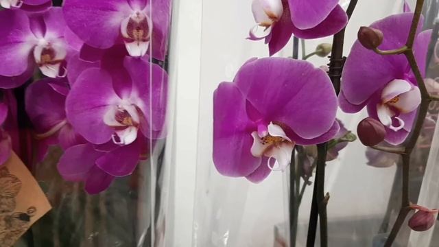 Я вернулась за ней - орхидеей мечты.Приятный бонус- скидка 40% на все орхидеи.( с.ц.Лейка ). смотреть онлайн