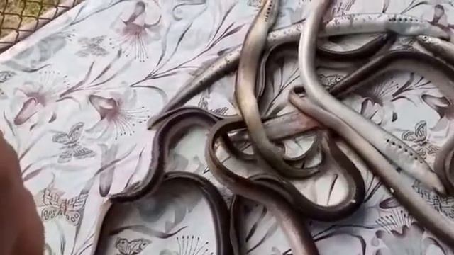 МИНОГИ ИЛИ СЕМИДЫР !!!  ? СУПЕР УЛОВ МОЕГО ДЯДИ !!! АЗЕРБАЙДЖАН. РЕКА КУРА! смотреть онлайн