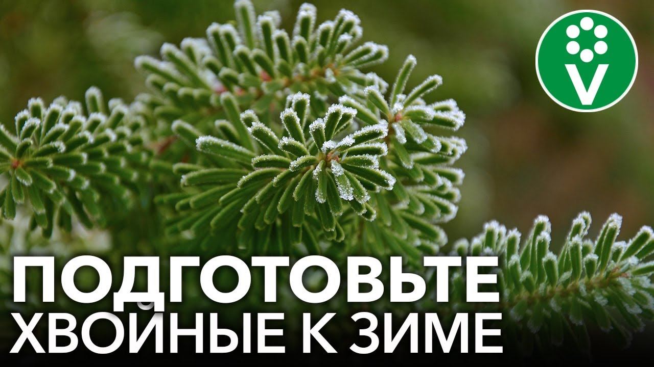 ПОКА НЕ ПОЗДНО ОБРАБОТАЙТЕ И ПОДКОРМИТЕ ХВОЙНЫЕ РАСТЕНИЯ от болезней и вредителей