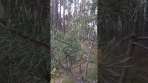 Почки сосны