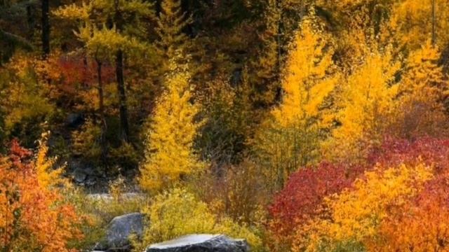 Золотая осень! Красивая осенняя мелодия! Осень. Музыка С. Чекалина. Very beautiful music.