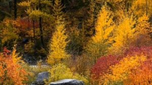 Золотая осень! Красивая осенняя мелодия! Осень. Музыка С. Чекалина. Very beautiful music.