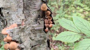 Царство грибов. Опёнок осенний. Приморский край. 2020 #2