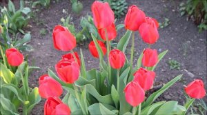 Соблазн - Олеся Николаева. Рассказы