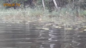 Ловля рыбы на кружки в Беларуси
