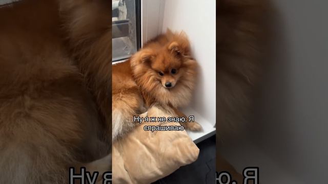 Удобна😅 #dog #собака #домашниеживотные #шпиц #шпицпомеранский #pets #fannyvideo #пес #мальтипу