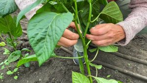 Пасынкование перцев и баклажанов #ШПС № 108