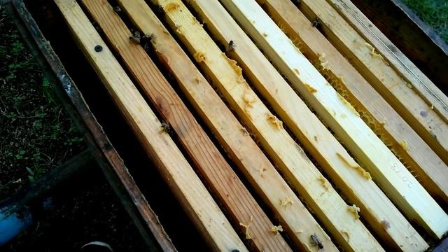 Пчеловодство 9 октября пропала матка Бакфаст меняю матку смотреть онлайн