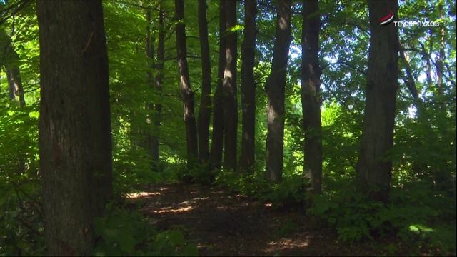 В Липицах возрождают старинный парк смотреть онлайн