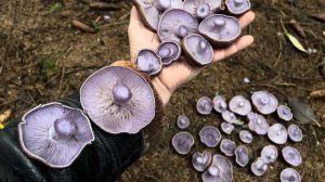 Грибные новости 22 октября ! Зимние опята пошли !