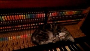 Котёнок спит на пианино Ж Оффенбах Кан-кан