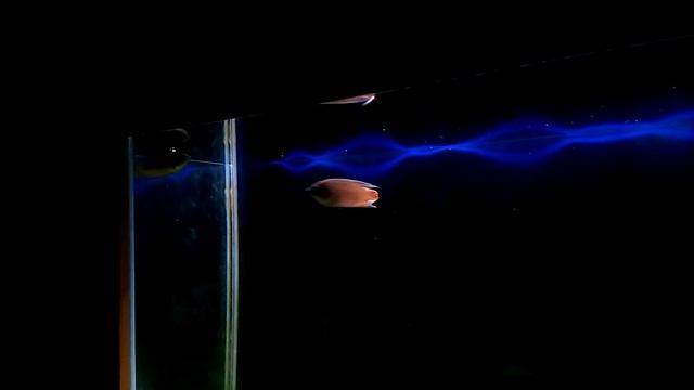 Аквариум/30 литров/Макроподы смотреть онлайн