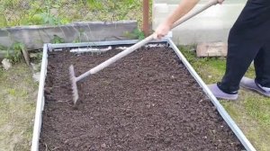 сеем сидераты( горчица)