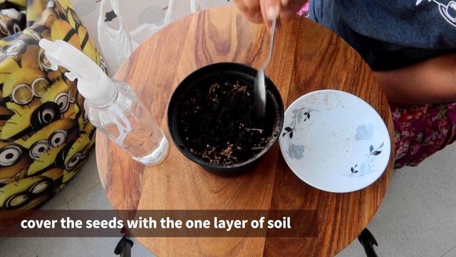 Tulsi or Basil from Seeds at home | Easiest way to grow tulsi plant from seeds смотреть онлайн