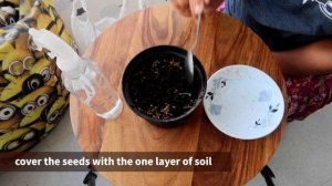 Tulsi or Basil from Seeds at home | Easiest way to grow tulsi plant from seeds