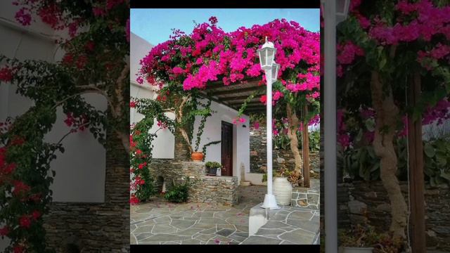 Top 10 Bougainvillea plants ideas