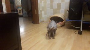 Самая голосистая кошка. Вязка канадский сфинкс.