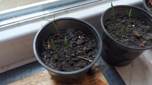 Всходы кипариса. Как выглядят после посадки семян.