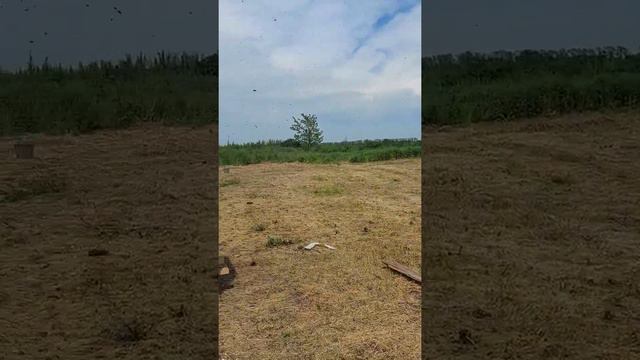 Акация 2021. 17. 05 смотреть онлайн