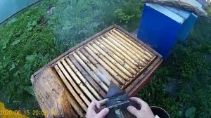 Посадка роя пчёл в другую пчелиную семью