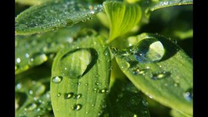 Экология как наука. Экологические факторы.