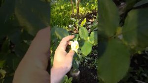 роза мадам Альфред каррье, жасмин