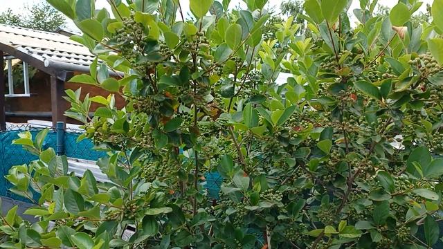 Йоркширский терьер. Дача. Выходной день. смотреть онлайн