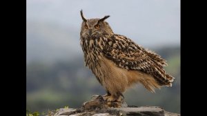 Филин -  птица, находящаяся под угрозой полного исчезновения...