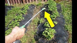 Опрыскайте этим клубнику осенью в сентябре для уничтожения всех вредителей и болезней!