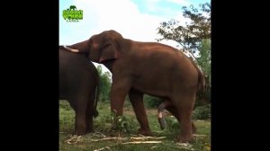 Domesticated  tame elephant mating & breeding