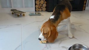 Щенок ГОЛОДНЫЙ. Сумасшедший БАТЯ против МАМЫ. Брос Шоу Пет