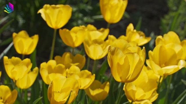 лучшая музыка 🌿 поможет снять усталость от стресса 🌿 успокоит нервную систему смотреть онлайн