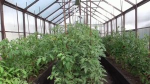 Как лучше расположить гряды в теплице.