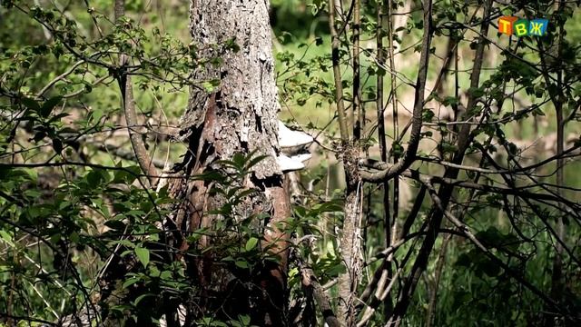 Мёртвое золото смотреть онлайн