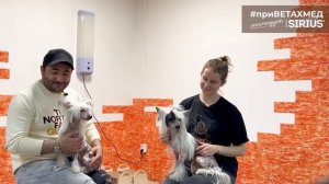 №37. Секрет породы. Китайская хохлатая собака.