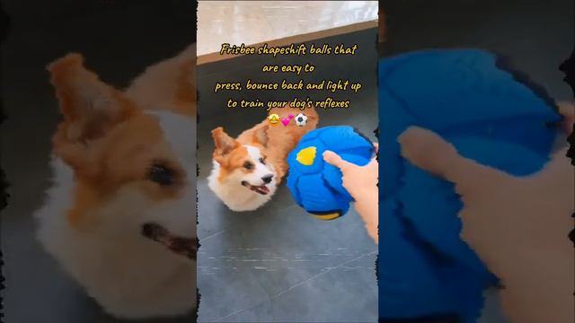 🦁 Why better way to stimulate your dogs than this frisbee ball dog toy ?? 🦁 barkermeow