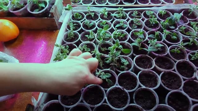 Как заработать на петунии (Бизнес на петунии) смотреть онлайн