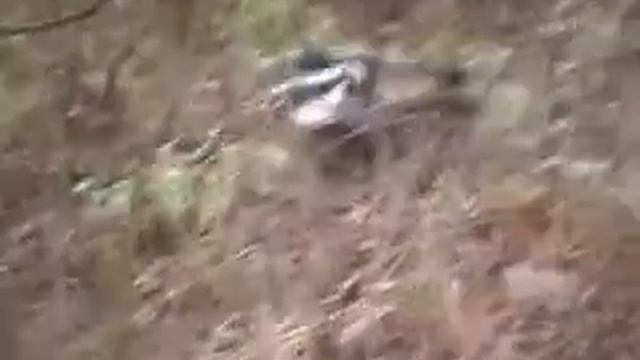 Дрозд, ворон и дятел смотреть онлайн