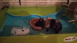 Морской свин Буся носится по клетке