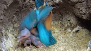 Kingfisher Chicks too Big to Brood ???? | Discover Wildlife | Robert E Fuller