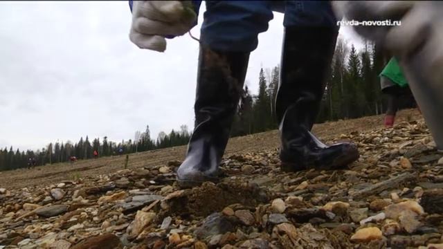 Из Ревды с любовью. СУМЗ высадил 27 тысяч молодых ёлочек у Чусовой смотреть онлайн