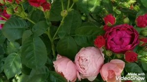 Розы Аскот, Мадам Фигаро, Элнвик Роуз. Идеальное сочетание!