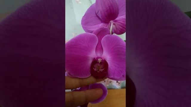 Эти прекрасные орхидеи . Орхидея Гранди флора. Королевская орхидея .#shorts#shorts смотреть онлайн