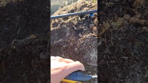 Схема посадки Голубики и кислотность почвы 27 мая 2021 года