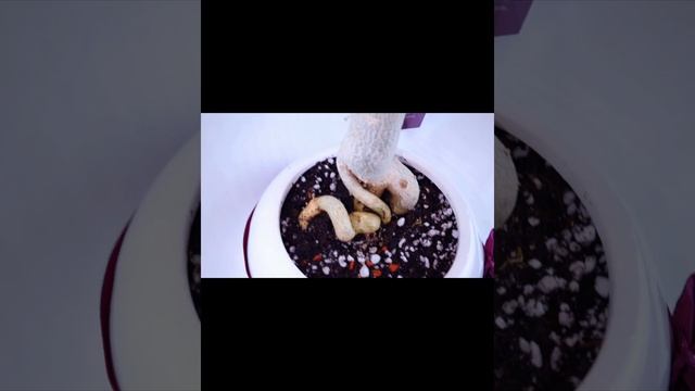 Адениум Млечный путь смотреть онлайн