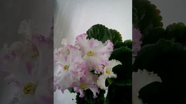 ЛЕ-Поцелуй Ангела фіалка стандарт смотреть онлайн