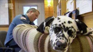 Порода собак - Далматинец