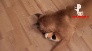 Стаффорд и Медведь