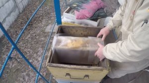 Слабые семьи  Матка и горсть пчел Как спасти пчел