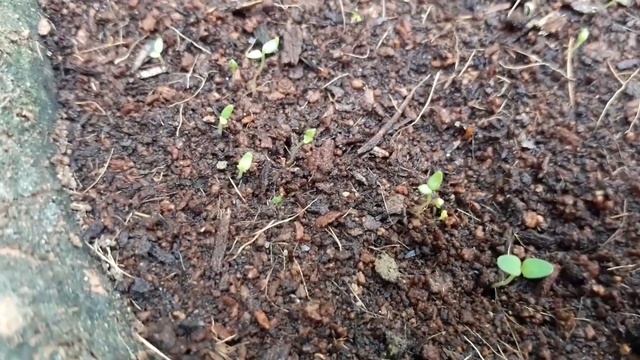 HOW TO GROW NEMESIA FROM SEEDS WITH FULL UPDATES смотреть онлайн